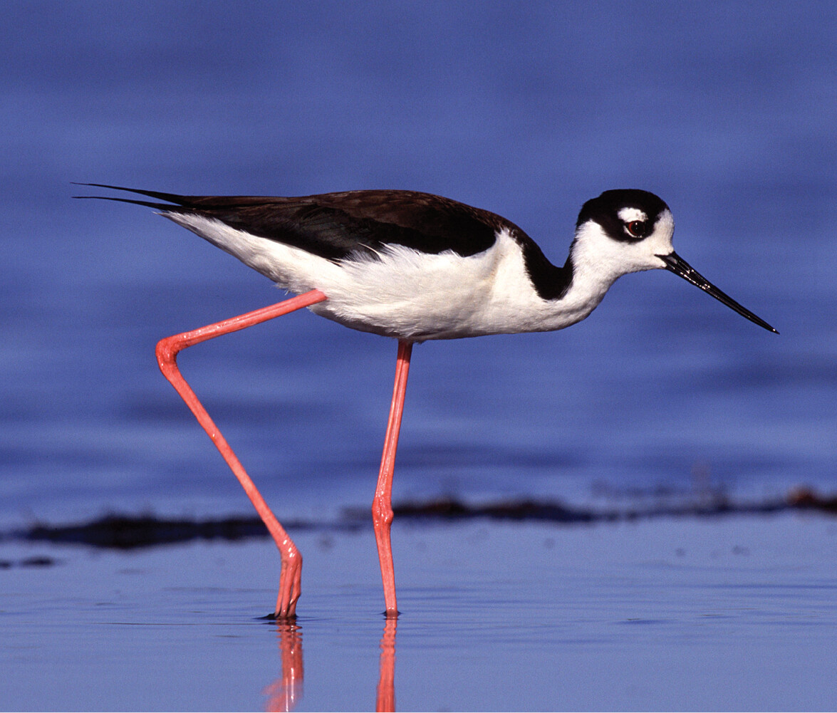 A black and white bird with extremely long pink legs.