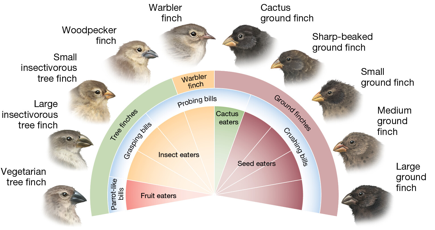 An infographic showing the spectrum of finch beaks from the Galapagos Islands.
