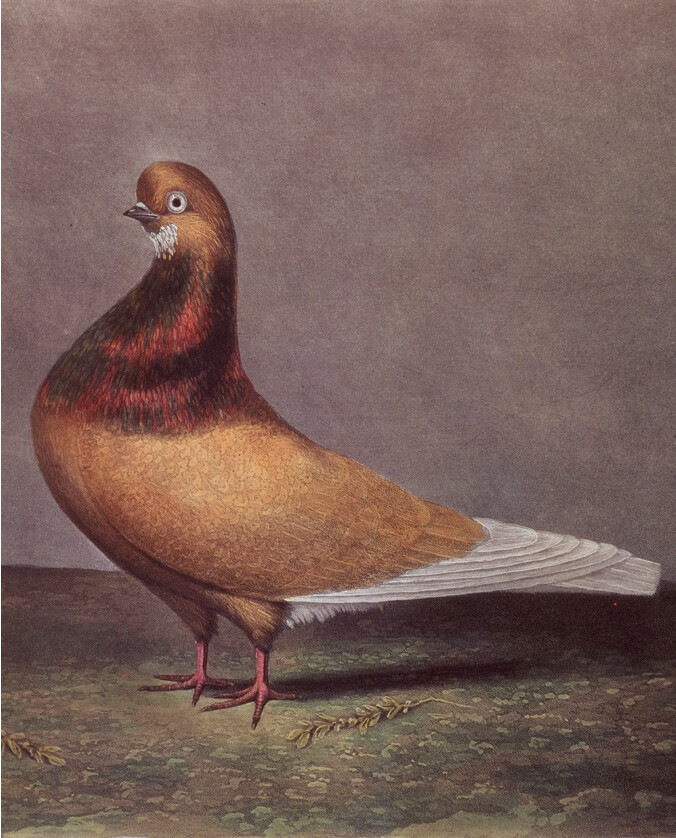 A drawing of a beard pigeon.