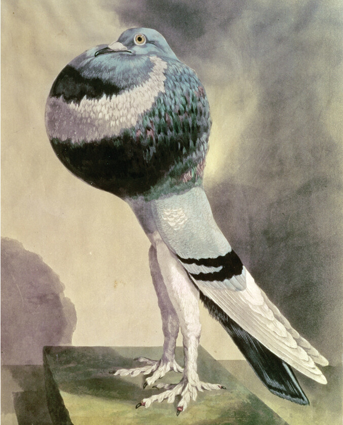 A drawing of a pouter pigeon.