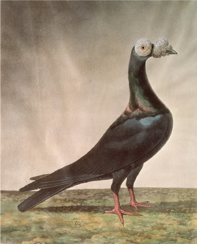 A drawing of a carrier pigeon.