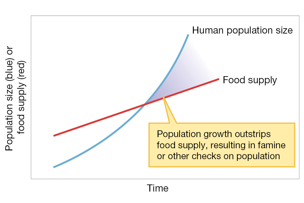 The line graph shows the relationship, according to Malthus, of food supply and human population size over time.