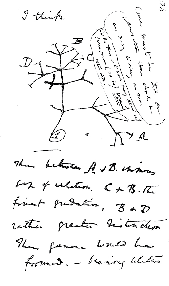 A handwritten sketch of a phylogenetic tree.