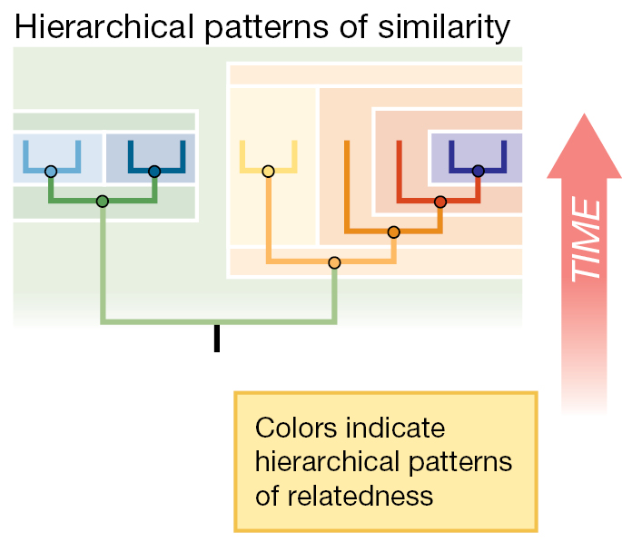 A phylogenetic tree showing hierarchical patterns of similarity.