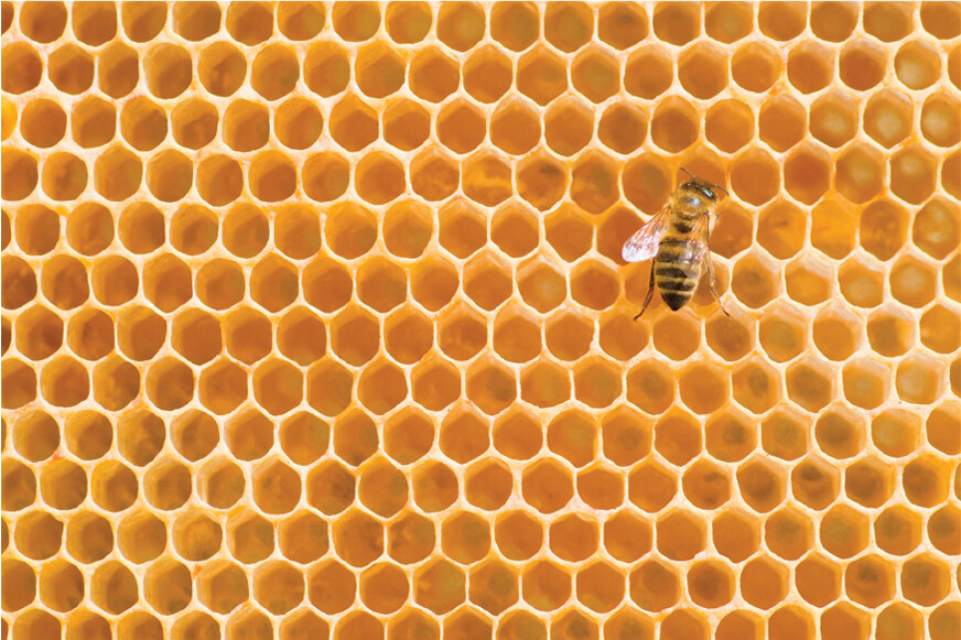 A single bee is walking across an expanse of golden honey comb.