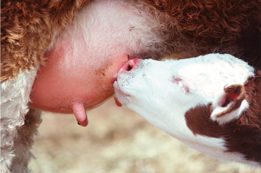 A calf drinking from a cow’s udder.