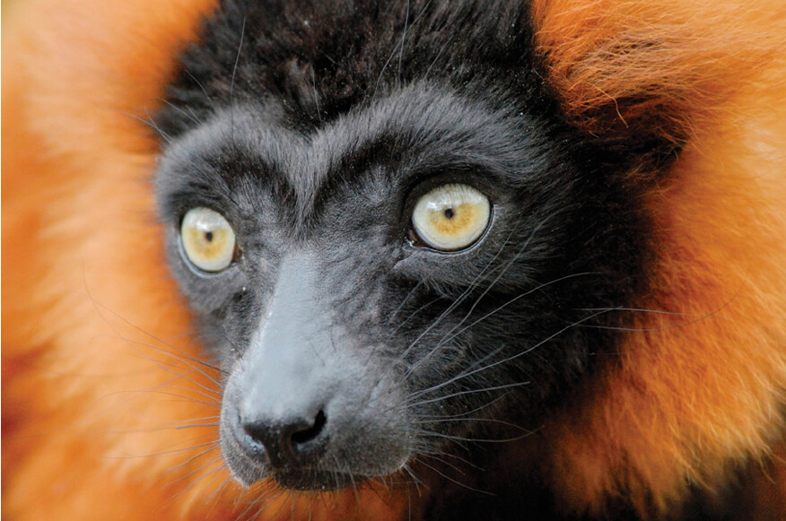 A lemur is staring intently at something in the distance.