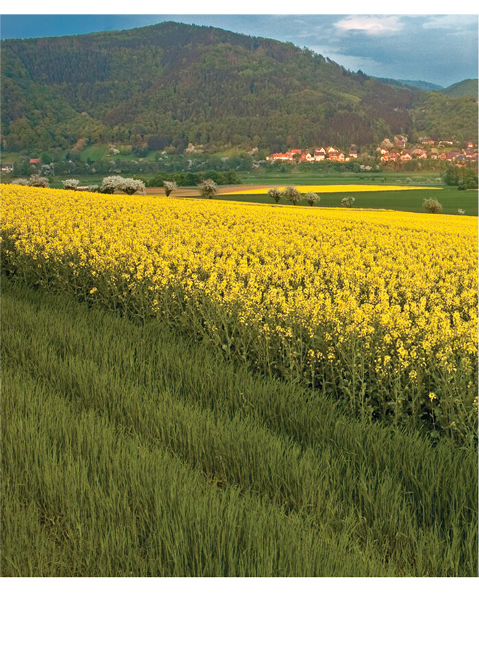 A field of flowering Brassica rapa.