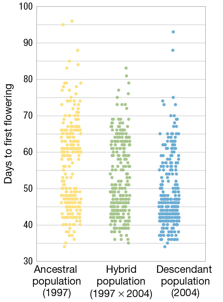 A plot of raw data on number days to first flowering for three different populations of Brassica rapa.