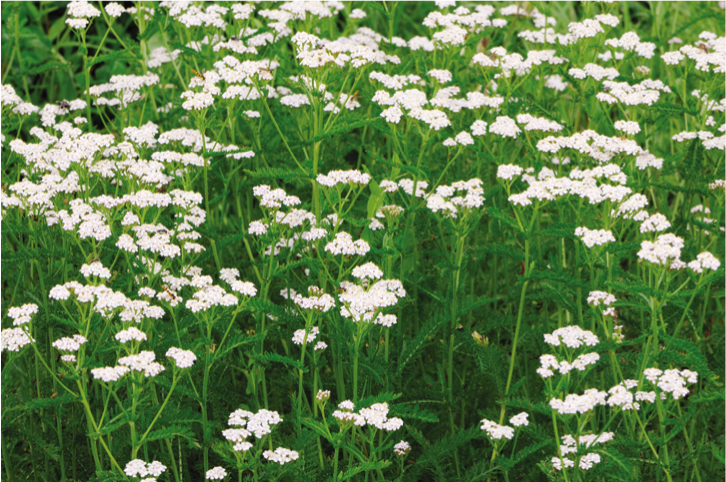 Yarrow in flower.