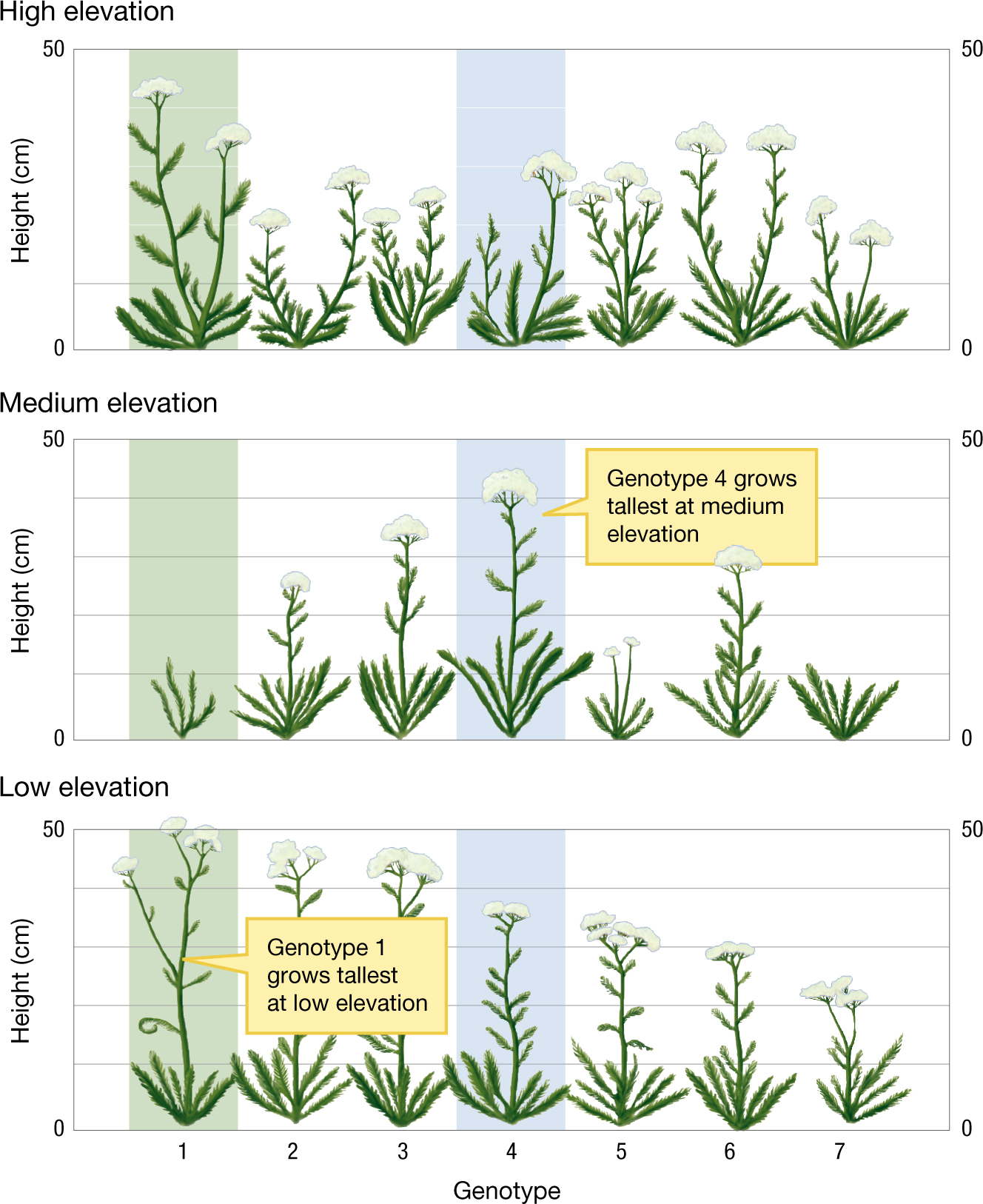 Graphs displaying how the height of a yarrow plant depends on both the elevation and its genotype.