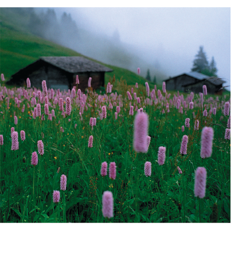 A field of the weedy plant Persicaria maculosa on a foggy day.
