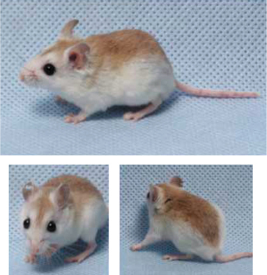 3 photographs of a light brown mouse.