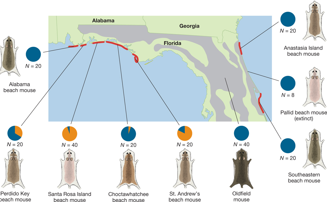 A map of northern Florida and neighboring parts of Alabama and Georgia. It shows where Peromyscus polionotus lives.