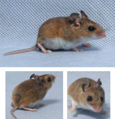 3 photographs of a dark brown mouse.