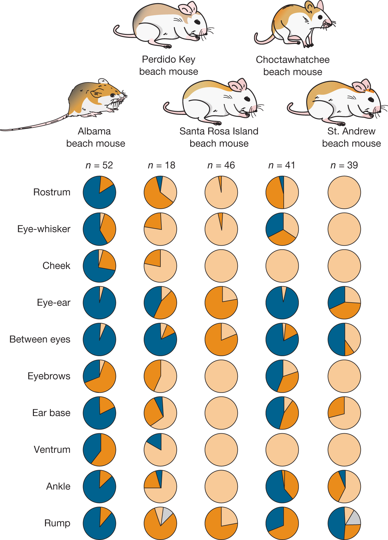 Within-population variation for five separate geographic populations of Peromyscus polionotus.