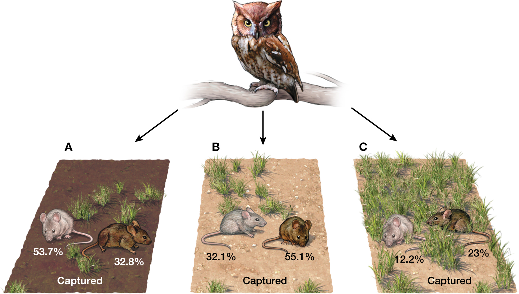 A diagram showing the capture rate of mice from an owl in different colored environments.