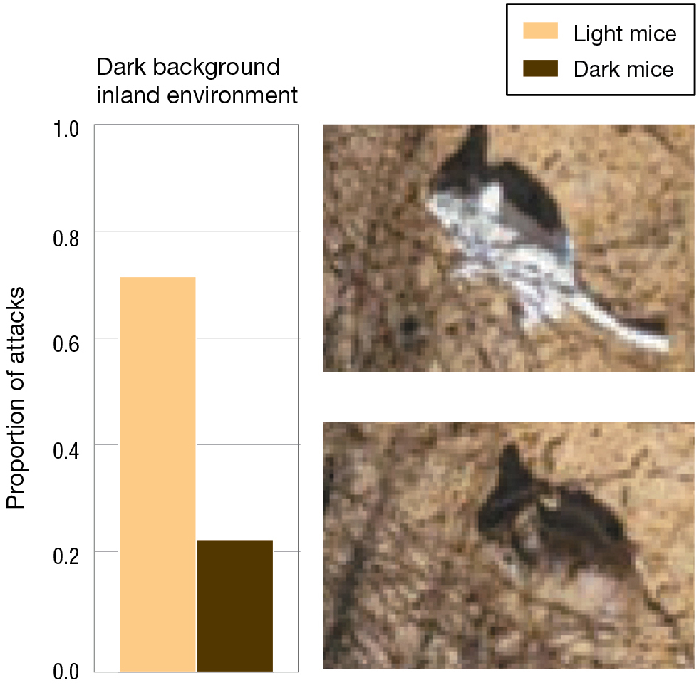 A bar graph shows the proportion of attacks on mice in a dark background beach environment with photos of the scenarios.