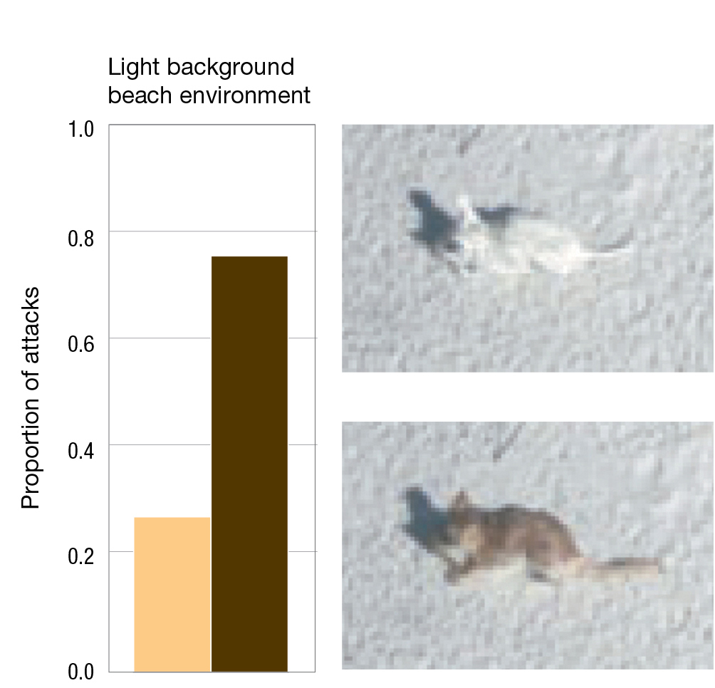 A bar graph shows the proportion of attacks on mice in a light background beach environment with photos of the scenarios.