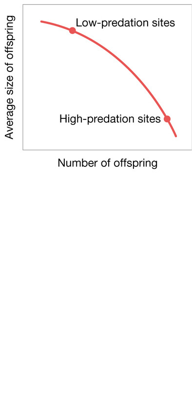 A line graph that has an x axis labeled with number of offspring and the y axis is labeled with average size of offspring.