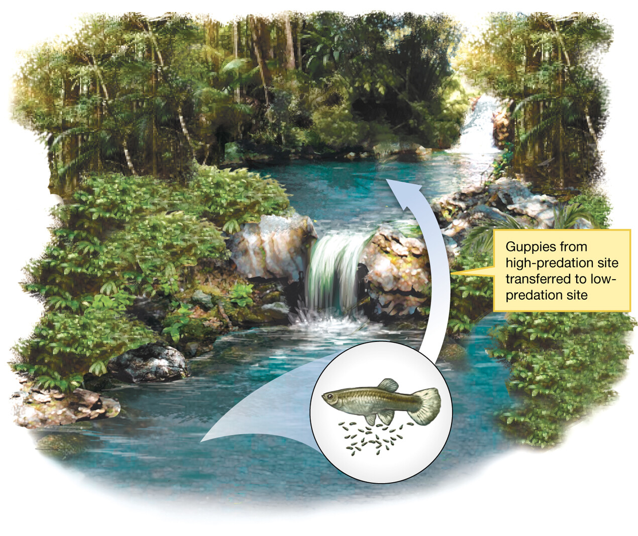 A stream with a high-predation site and a low-predation site.