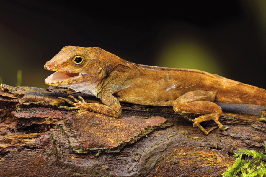 An orange lizard with a white patch under its chin.