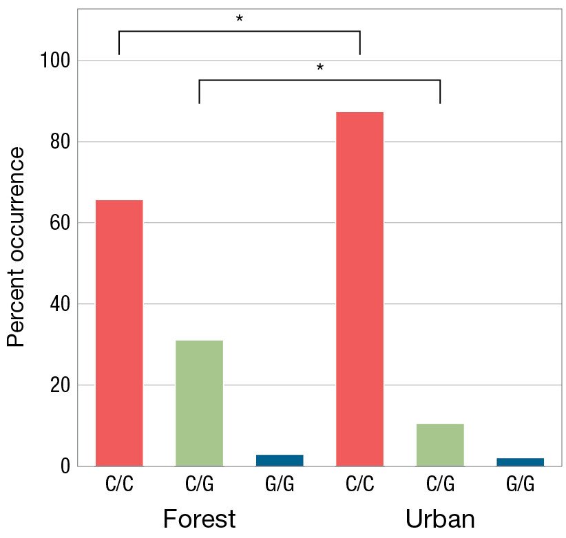 A bar graph showing incidence of the C C, C G, and G G genotypes in forest and urban environments.
