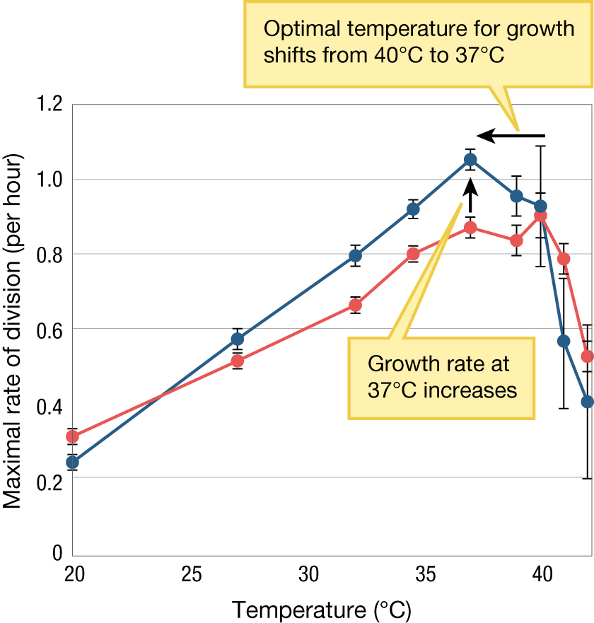 A line graph with plotted data showing thermal adaptation in E. coli.