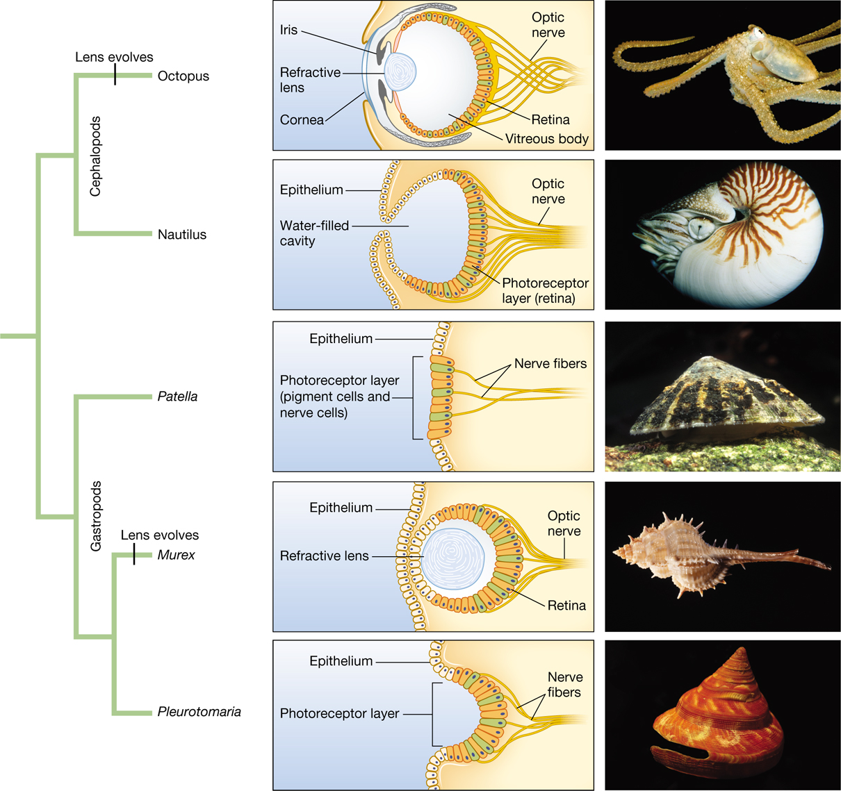 An infographic that includes a phylogenetic tree of mollusks and diagrams of their eyes.