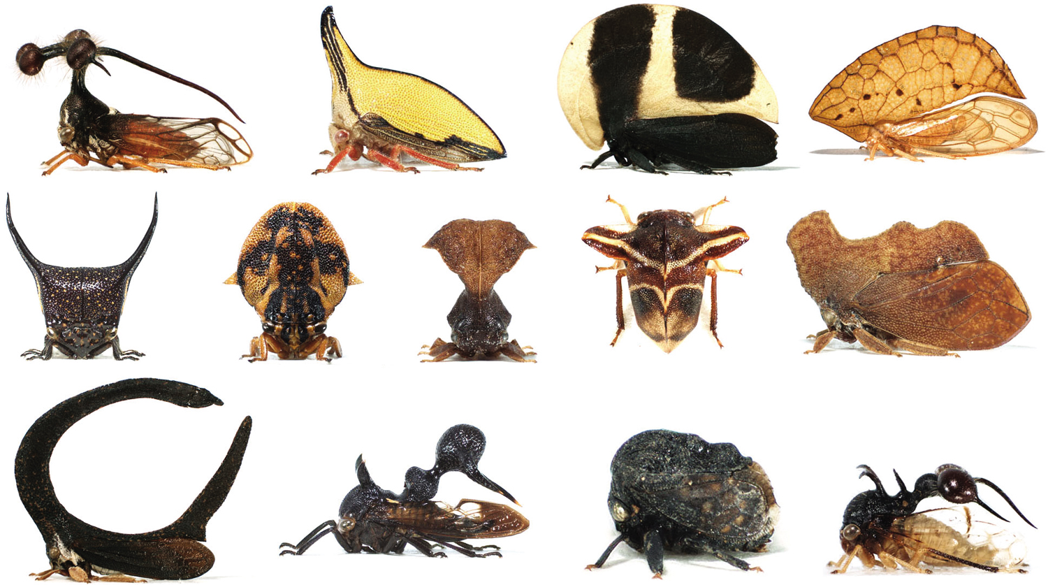 A variety of neotropical treehopper insects.
