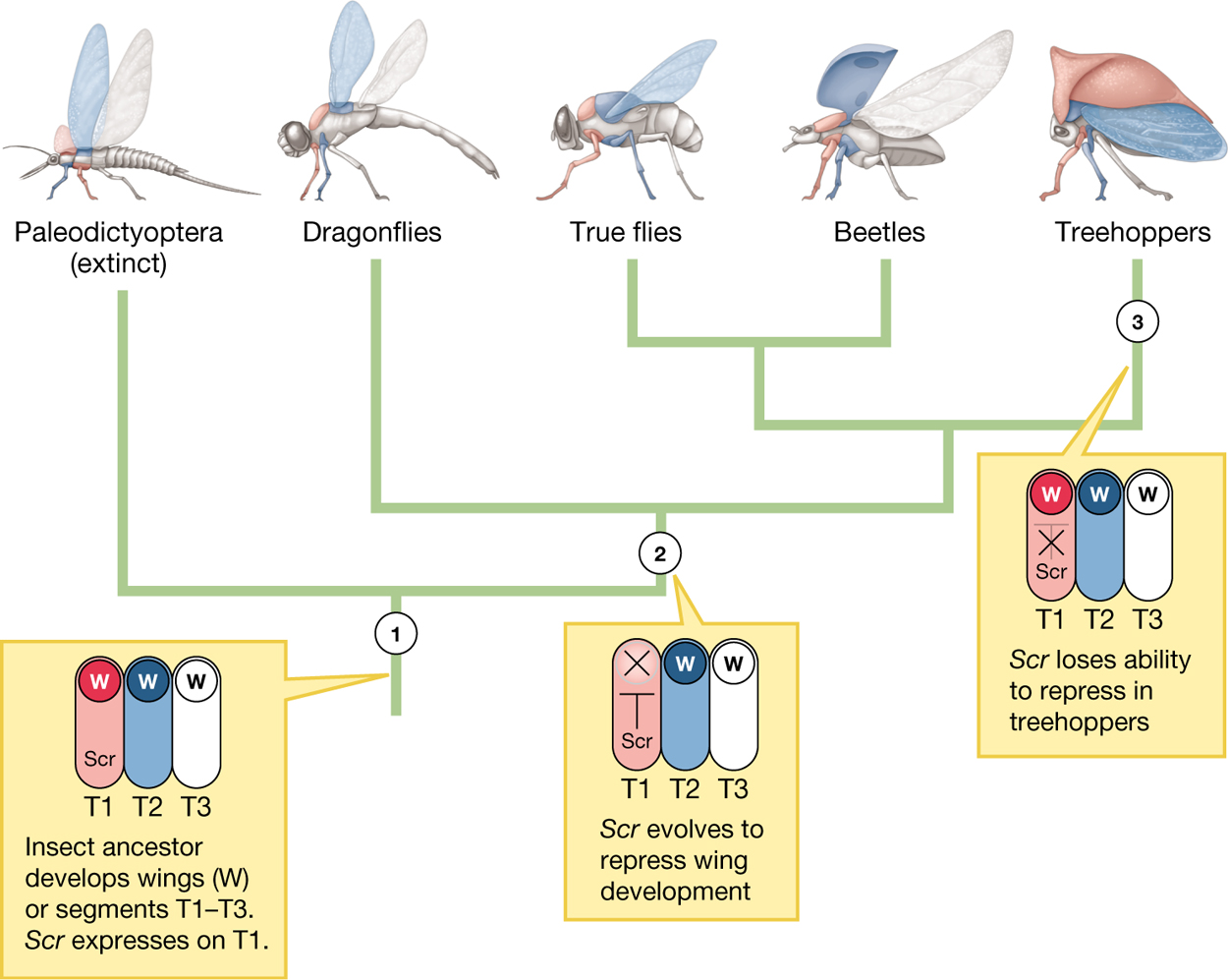 A phylogenetic tree showing the development of wings and helmets in insects.