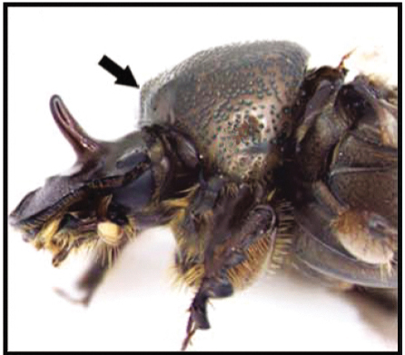 The head of a scarab beetle with a small nub where a horn normally would be.