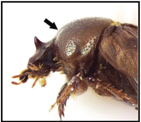 The head of a scarab beetle with a rounded surface where a horn normally would be.