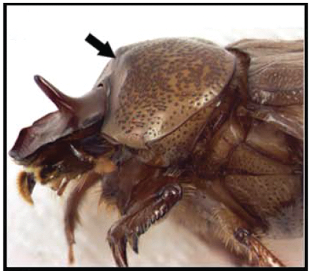 The head of a scarab beetle with a small nub where a horn normally would be.