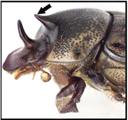 The head of a normal scarab beetle, with a pronounced horn.