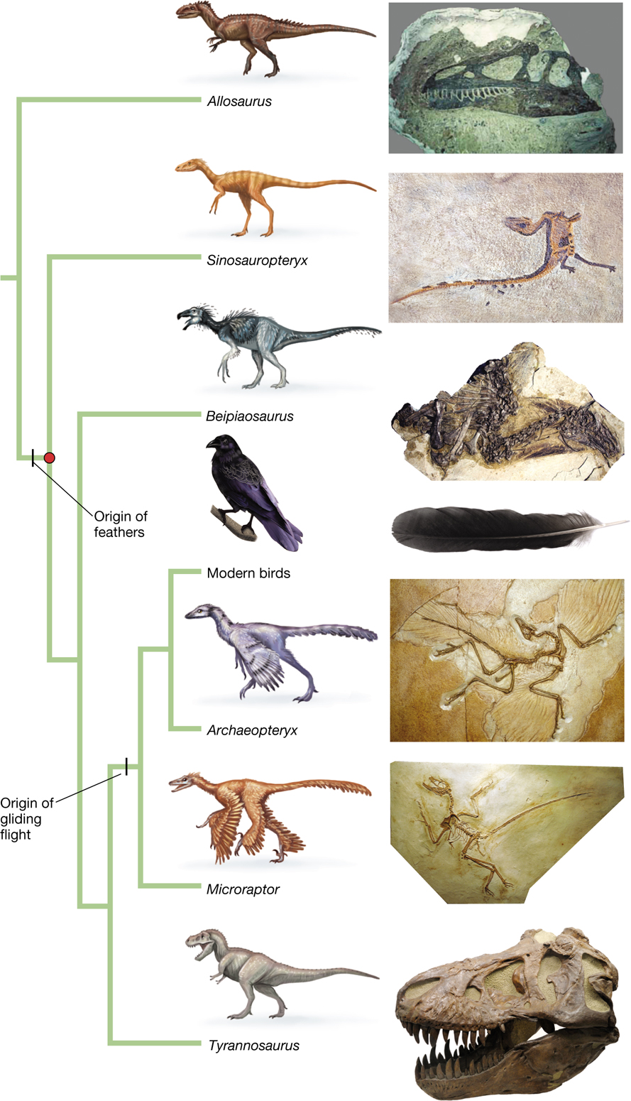 A phylogenetic tree showing the evolutionary origin of feathers.