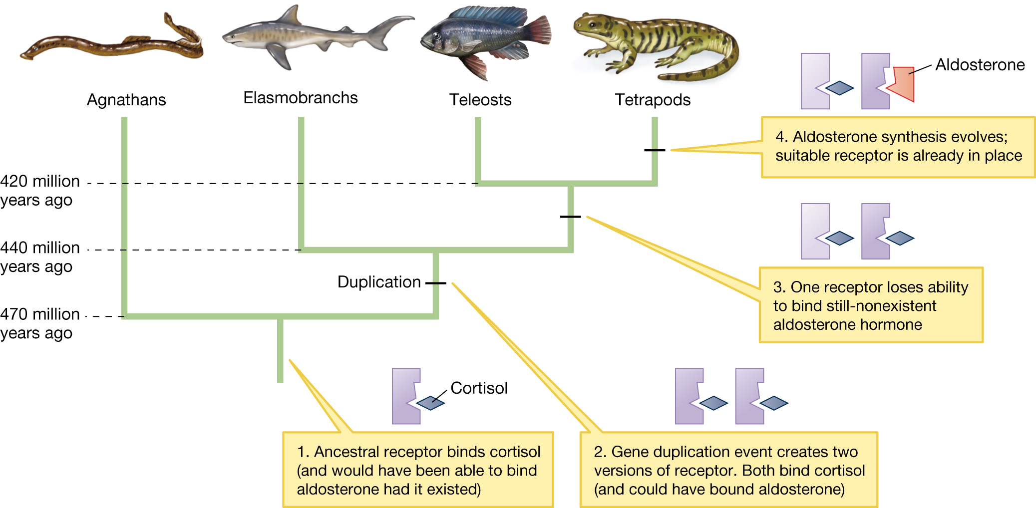 A phylogenetic tree showing gene duplication and the evolution of the aldosterone receptor.
