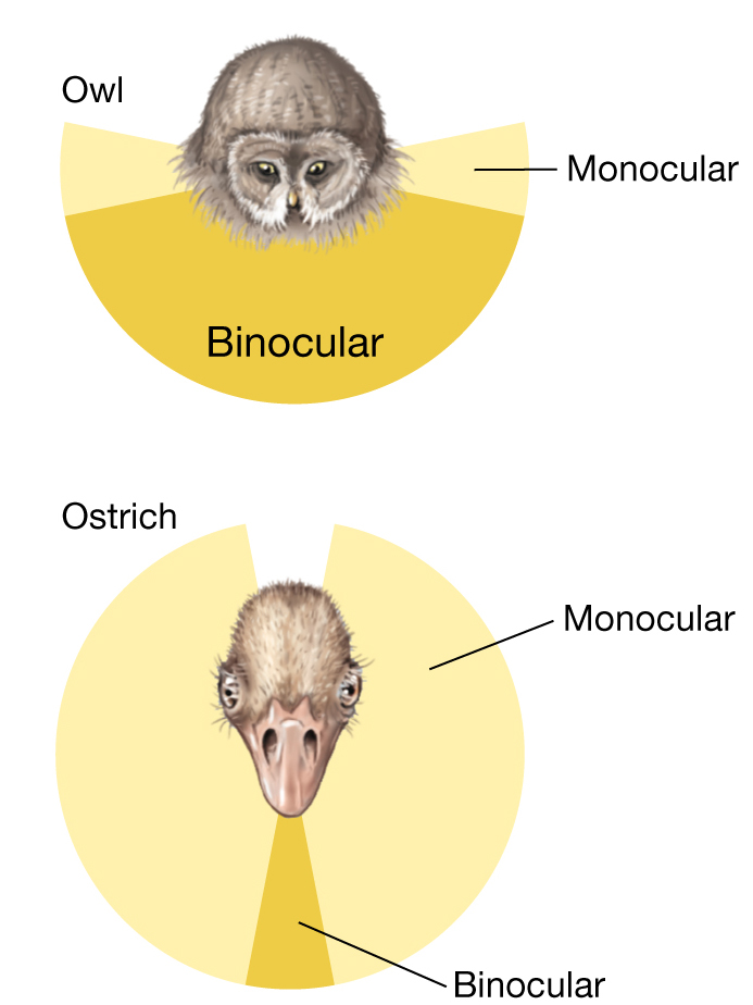 A diagram showing the trade-offs in binocular vision between an owl and an ostrich.