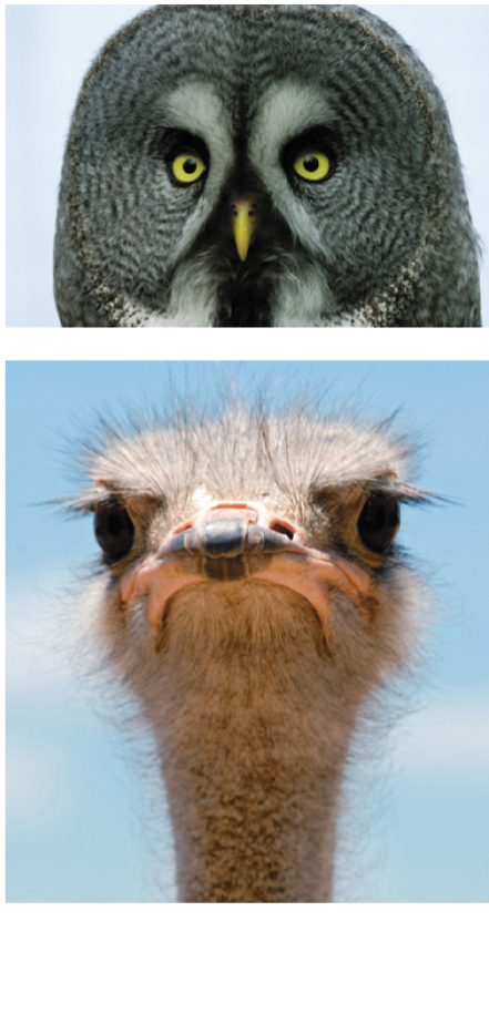 Photos comparing the eyes of a great gray owl and an ostrich.