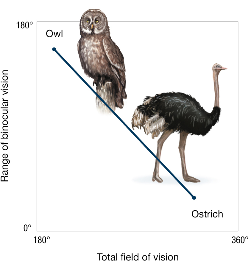 The line graph shows the trade-offs in binocular vision in an owl and an ostrich.