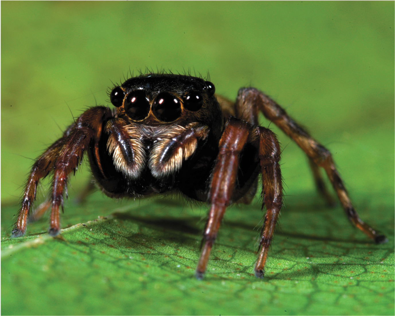 A jumping spider with many front-facing eyes sitting on the surface of a leaf.