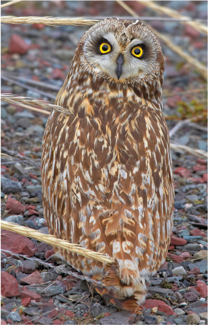 An owl with his head turned 180 degrees.