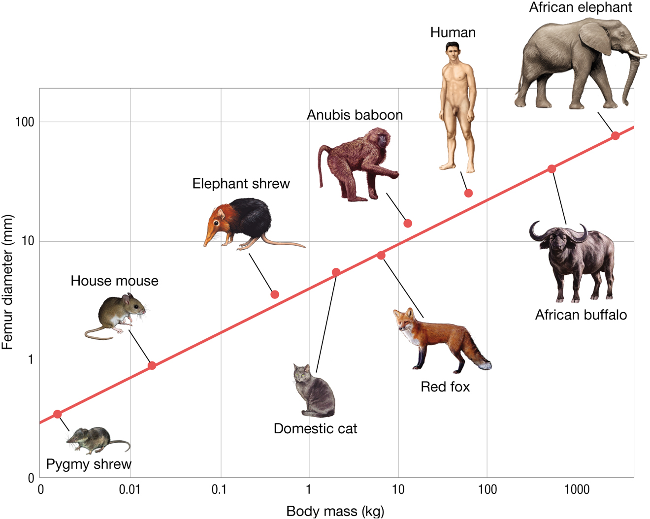 A line graph measuring femur size and body mass in different species.