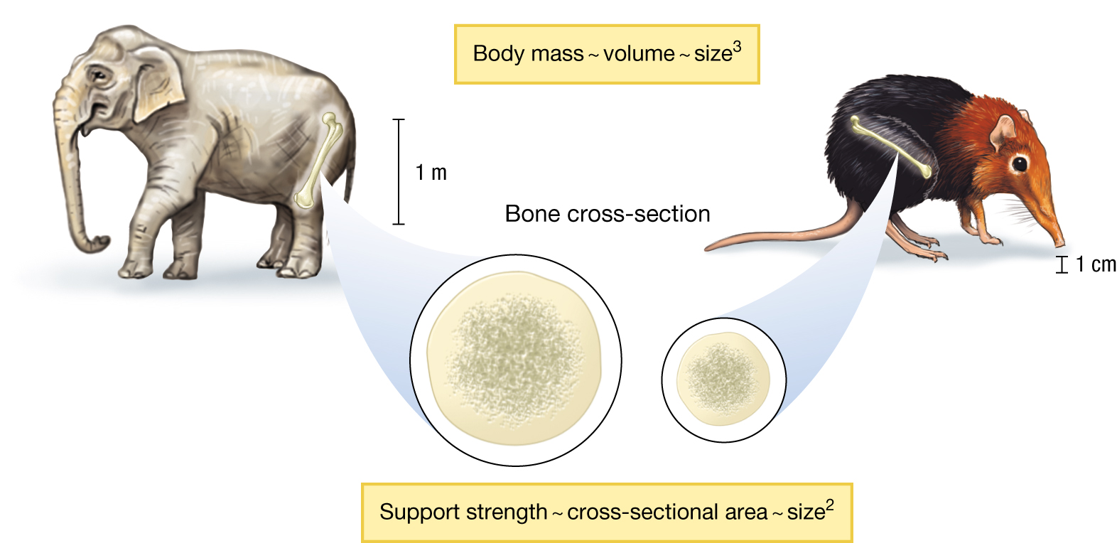 An illustration of an elephant and an elephant shrew comparing their body mass and bone cross-sections.