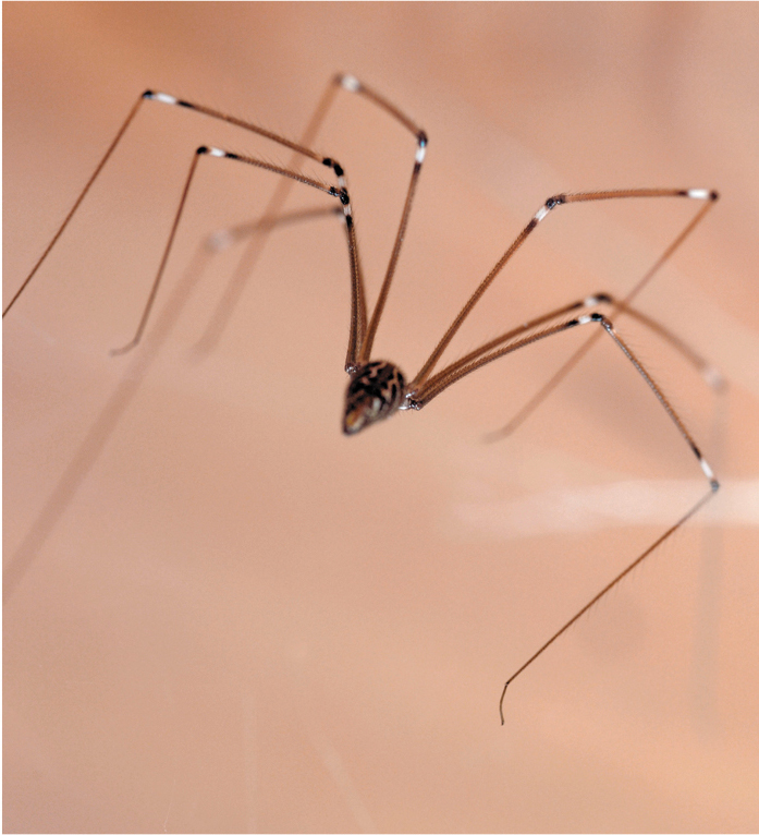 A cellar spider.