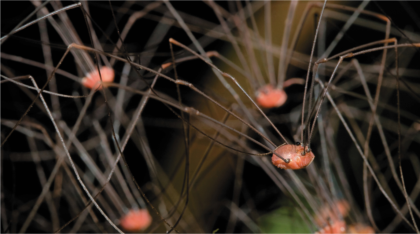 A group of Harvestman spiders.