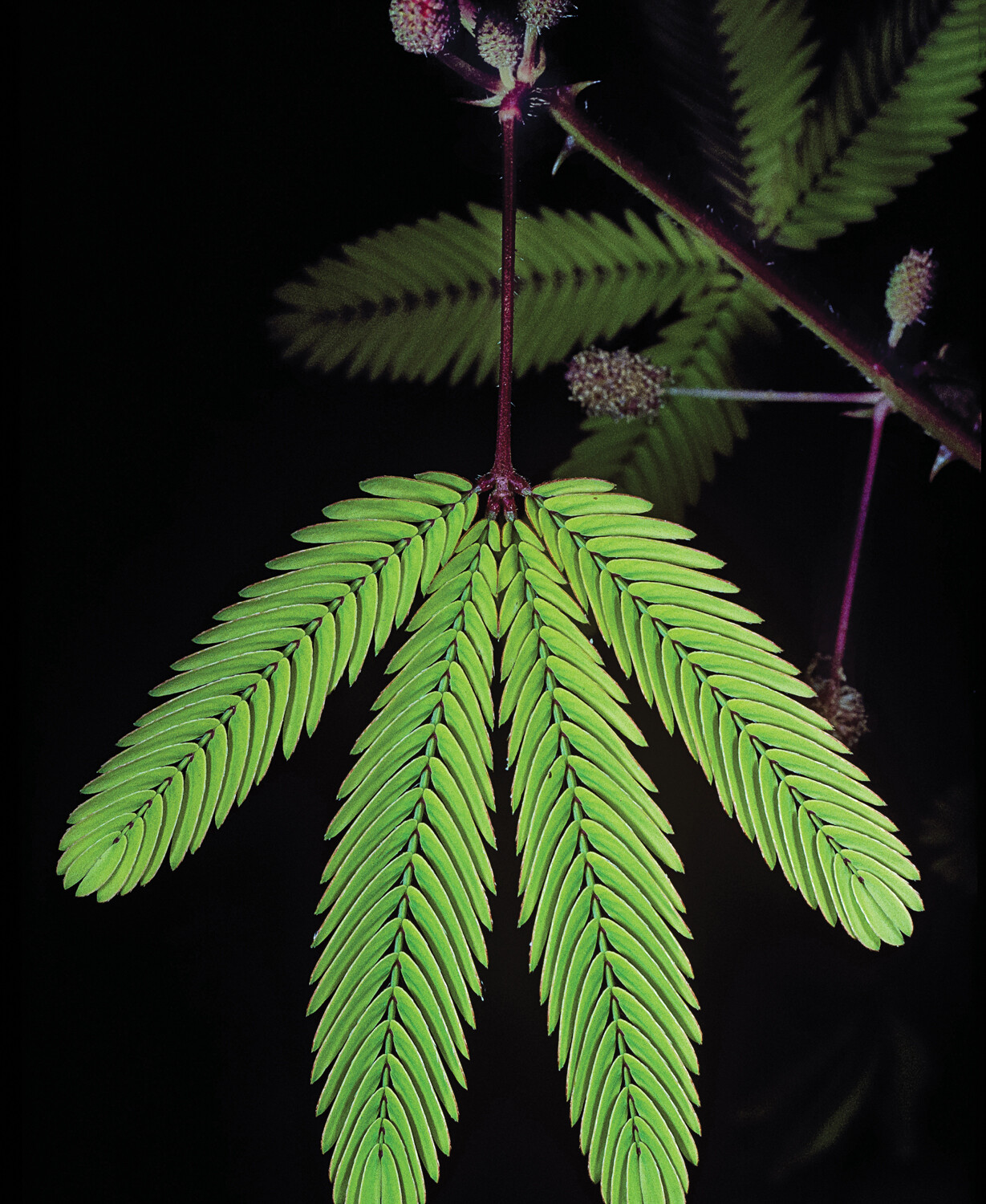 A sensitive plant with small compound green leaves.