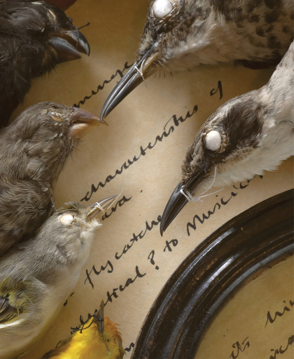 There are six stuffed dead birds lying on a manuscript.