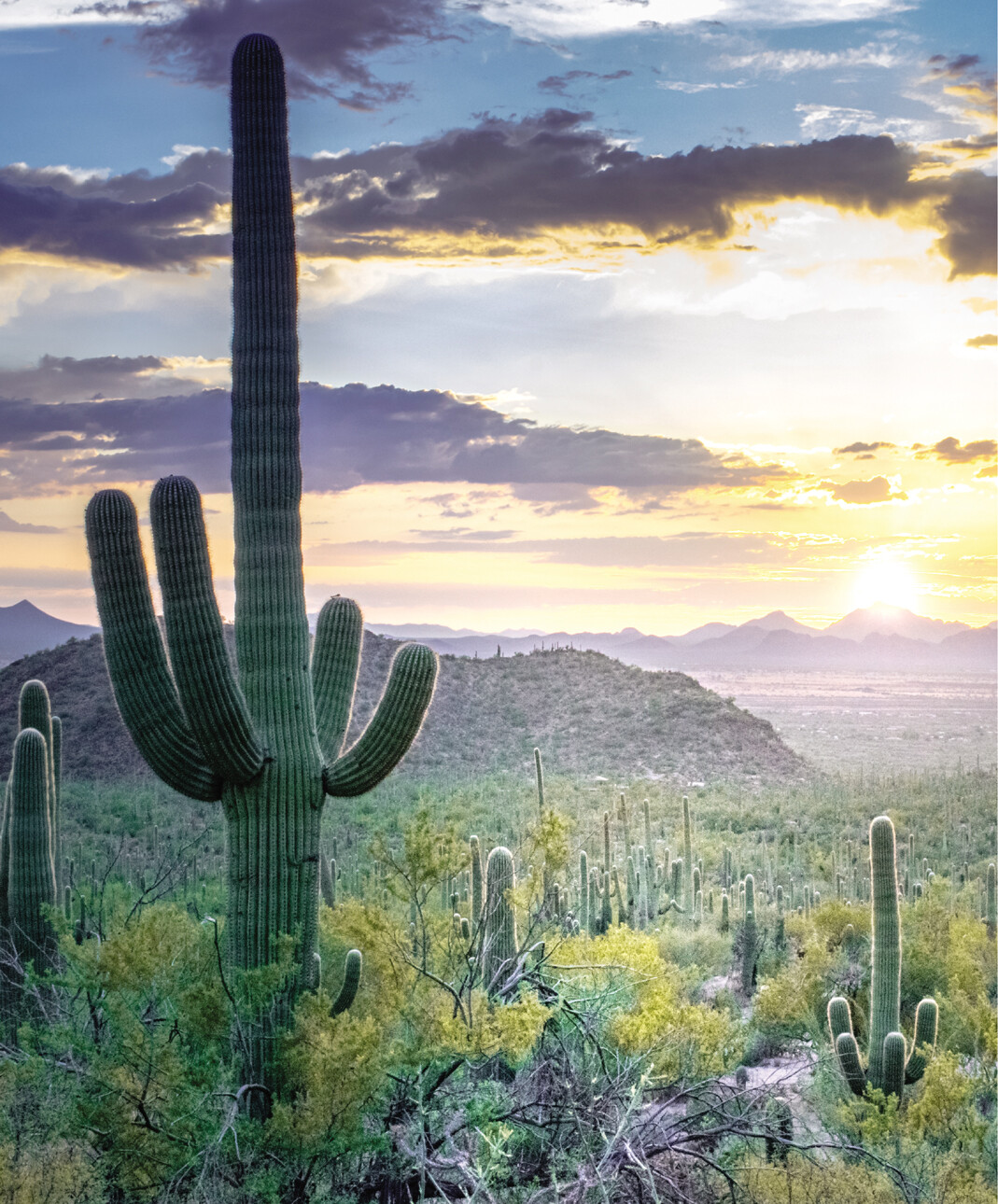 cactus pincushion Corinne Lapierre