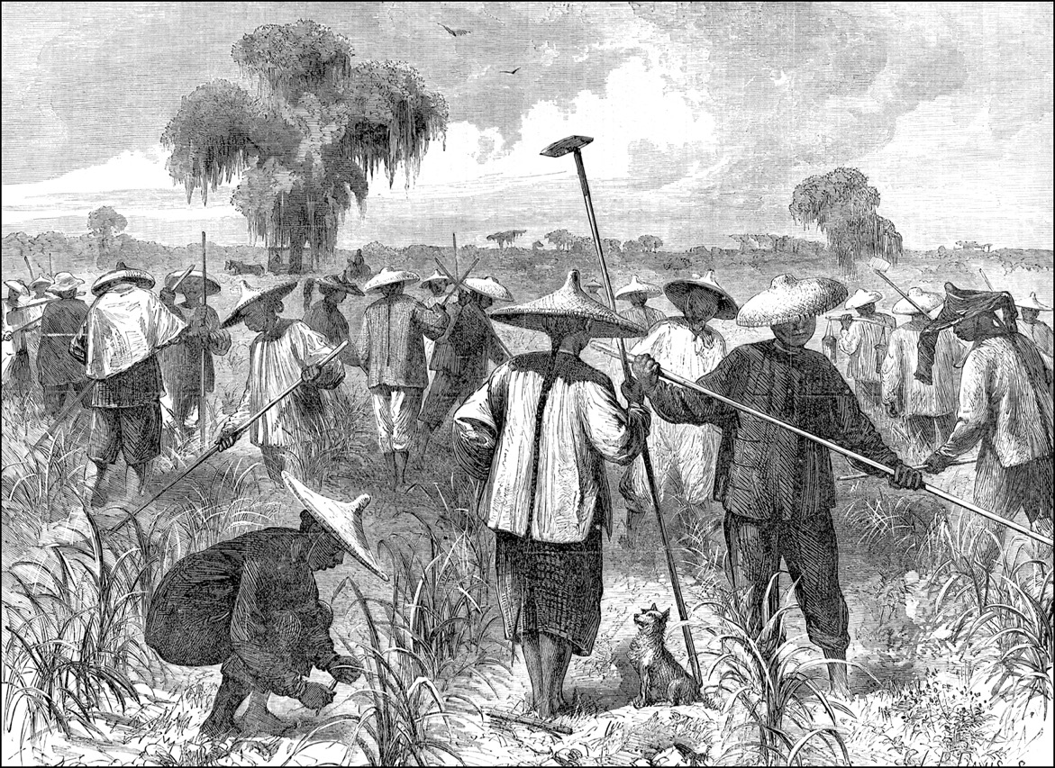 Chinese laborers at work on a Louisiana plantation during Reconstruction